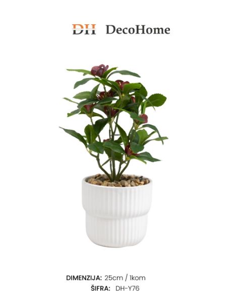 Slika Ukrasna biljka u saksiji 25cm mix boja/ 1kom - DH-Y76